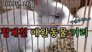 청계천 애완동물 거리 방문기(Korea Pet Market)[옥탑방거북이]