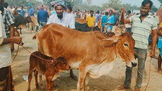 @আজ ১ ডিসেম্বর ২৪ | ৫০-৯০ এর মধ্যে দেশাল বাচ্চাসহ গাভী গরুর দাম | আফতাবগঞ্জ হাট | দিনাজপুর