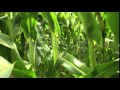 Stalk of the corn plant in a cornfield waving in the wind