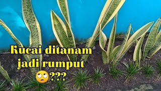 Menanam tanaman ground cover | Menanam rumput kucai mini