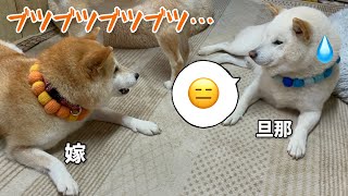 全く動かない旦那白柴に嫁柴犬が文句タラタラ言ってて可愛い（笑）