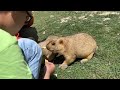 feeding cuteness on the himalayas up close and personal with adorable marmots