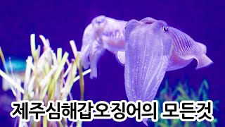 한편으로 끝나는 제주 심해갑오징어 필수영상 초보자편