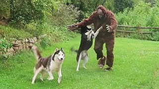 Huskies vs Bigfoot Prank - Funny Dogs