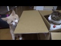 【猫の動画日記】箱入り娘♀猫こむぎ 2016.04.26 cats diary