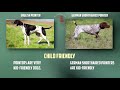 english pointer vs german shorthaired pointer breed comparison