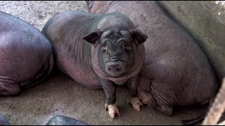 Huanong Brothers: We go to our buddy's and see our pigs. They are ridiculously fat now.