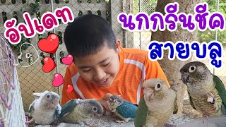 Update Green Cheek Birds, Blue Line, Breeders, Phai Phai and Hom Urgent I have a child Fat body,