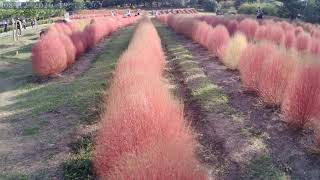 【奈良県営馬見丘陵公園】コキア