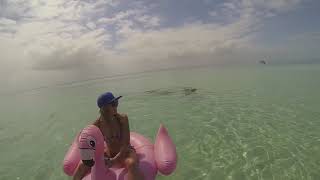 Jurien bay seals playing around