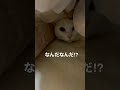 ねこ動画　ビビリねこ、おふとんにもぐることを覚えました。（対馬のにょすきち） shorts 島猫