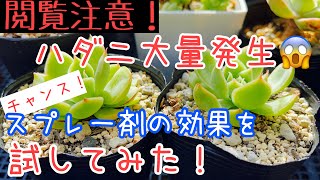 [多肉植物]ハダニが大量発生したからスプレー剤の威力を試してみた！