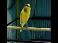 Full power canary || story wa kenari gacor lawan auto emosi #canarysongs#canarybirds#canarysound