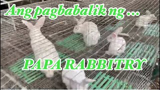 RABBIT FARMING 2025 : NEGOSYO PHILIPPINES