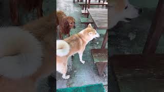 《秋田犬》睽違已久又來玩水的秋田犬肚毛 | Akita Inu