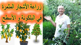 الطريقة الصحيحة لزراعة الاشجار المثمرة في البلكونة و على الاسطح, Growing Fruit trees in Balcony