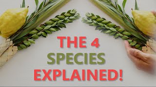 The Relevance of the 4 Species (Sukkot)