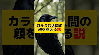 カラスは人間の顔を覚える説 #shorts #雑学 #豆知識 #面白い雑学