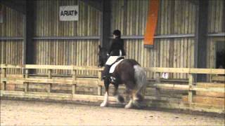 Dressage Shire!!