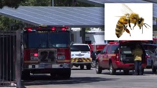 Dozens of Students Stung By Swarm of Bees During Lunch