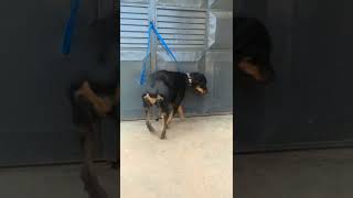 This leach is definitely too short for this rottweiler! #rottweilerworld #rottweiler #rottweiler