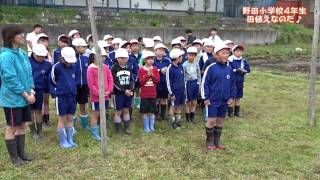 野田小学校4年生　田植えなのだ♪