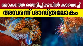 ലോകത്തെ ഞെട്ടിച്ച് മഴവിൽ കടലൊച്ച്, അമ്പരന്ന് ശാസ്ത്രലോകം | Sea Slug