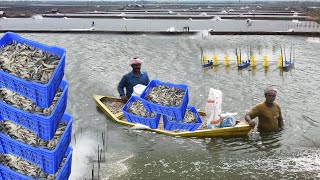 Amazing Shrimp Catching with Big Boat | గోదావరి రొయ్యా.. మజాకా  | Prawns Fishing  | Aqua Factory