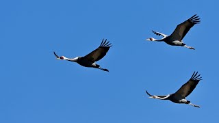 出水の鶴と野鳥たち