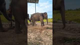 #ระทึก #อันตราย #dangerous #elephant surge herhead#ช้างกระชากผม #ชนุตม์#ชลิตา #ควาญช้างสาว