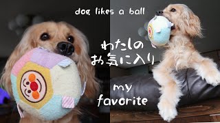 赤ちゃんのボールがお気に入りすぎる犬～ずっと離さない #Shorts Dog likes a ball ゴールデンレトニエル