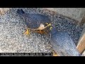 Cal Falcons: Annie & Archie Pair-Bond, Sharing Lots of Beakies 💋 2024 Sep 6