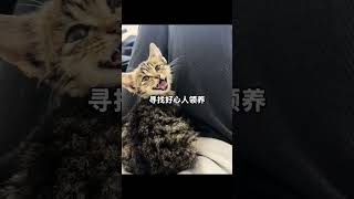 身体健康 粘人路人视角 流浪猫 温柔的流浪小猫咪 猫咪领养 东莞常平