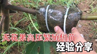 無花果高壓繁殖，記住這兩點，成功率100% #gardening #figs #無花果 #airlayering #trái sung mỹ