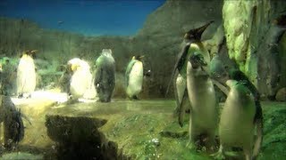 海遊館 大阪～ペンギンの喧嘩～ Fantastic Aquarium 【Kaiyukan】