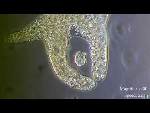 What habitat do paramecium live in?