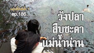 พรุ่งนี้ยังมีน้ำ ตอน 185 วังปลาสืบชะตาแม่น้ำน่าน