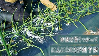 【絶対捨てないで！】 にんにくのサビ病予防 無料で手に入る最強資材【卵殻】を賢く使う。