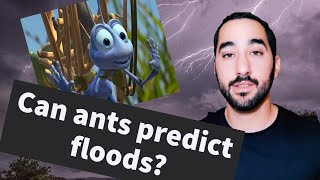 Can ants predict floods?