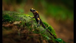 Fire salamander The Best-known salamander species in Europe