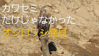 〖オジロワシをじっくりと見る〗2024.9　A close look at the white-tailed eagles