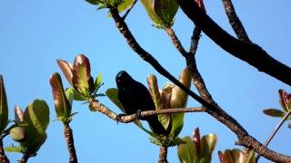 亞洲輝椋鳥(Asian Glossy Starling), 公鳥(male)