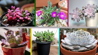 Selecciona tus plantas suculentas con 25 Tipos Asombrosas !