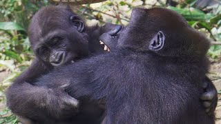 ゴリラの赤ちゃんキンタロウ、パパの邪魔をしていない？【京都市動物園】Gorilla baby Kintaro, are you in the way of your dad?