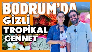 BODRUM’da Gizli Tropikal Cennet! İso Baba’nın Çiftliğinde Egzotik Meyve Ziyafeti!🥑🥭🍉🍍