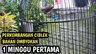 PERKEMBANGAN CIBLEK BAHAN OMBYOKAN | RAWATAN CIBLEK SEMI