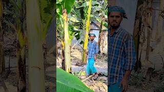 Banana tree cutting (Part- 226)