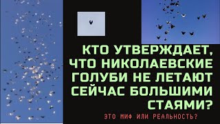 Кто утверждает, что николаевские голуби не летают сейчас большими стаями? Это миф или реальность?