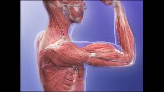 骨骼肌功能三维立体动画演示 #人体解剖学 3D animation demonstration of skeletal muscle function #HumanAnatomy