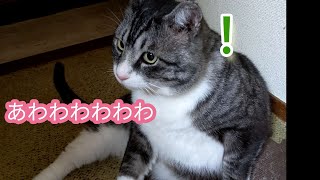 １１１　細川たかしを歌う母ちゃんが猫と旦那に心配される。